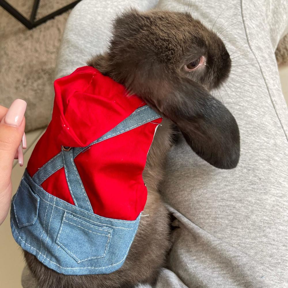 Denim Lightweight Small Pet Wearing Rabbit Clothes Rabbit Jacket Pet Supplies Rabbit Coat