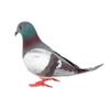 1PC Simulation Grey Pigeon Handicraft Home Decoration Desktop Ornaments Dove Model Imitation Animal Artificial Birds