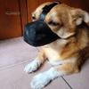 Dog Muzzle Adjustable Soft Mesh Dog Muzzle for Small Medium Large Dogs Prevents Biting Chewing Breathable Pet Muzzle
