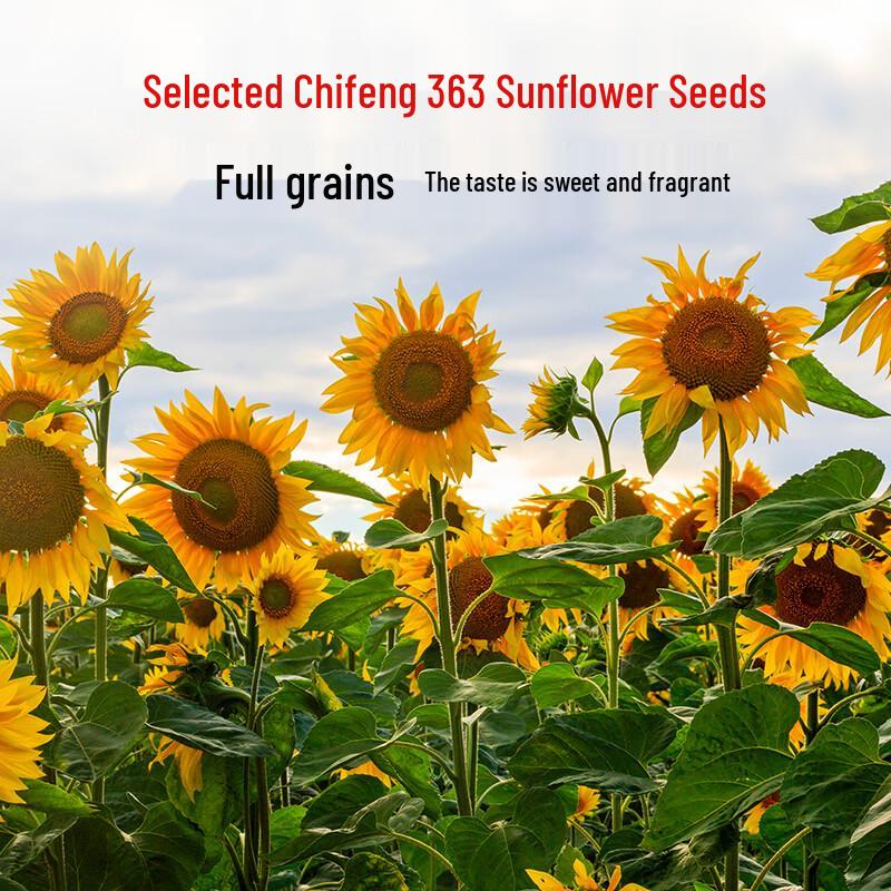 Chifeng Original Flavor Roasted Sunflower Seeds Gift Box