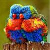 Полный 5D Diy Алмазная картина Два цветных попугая Вышивка крестом Домашний декор Подарок ручной работы