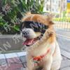 New Design Dog Sunglasses Pet Goggles Dog Glasses UV Protection for Eye Windproof Outdoor