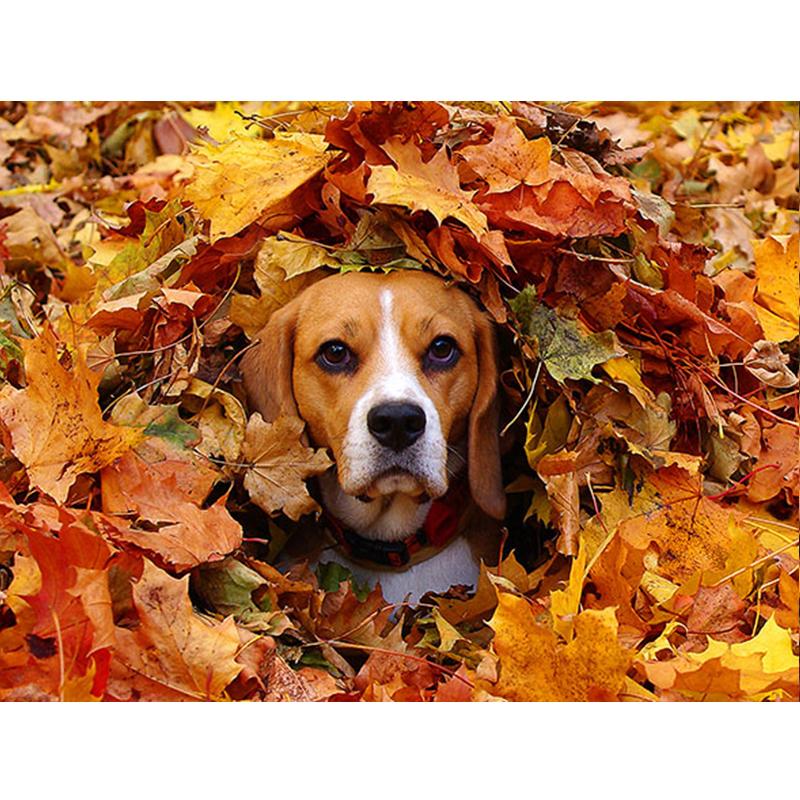 5D Diy Полный Круглый Квадратный Алмазная Картина Животных Собака Алмазная Вышивка Осенний Кленовый Лист Украшение Стены Домашнее Искусство