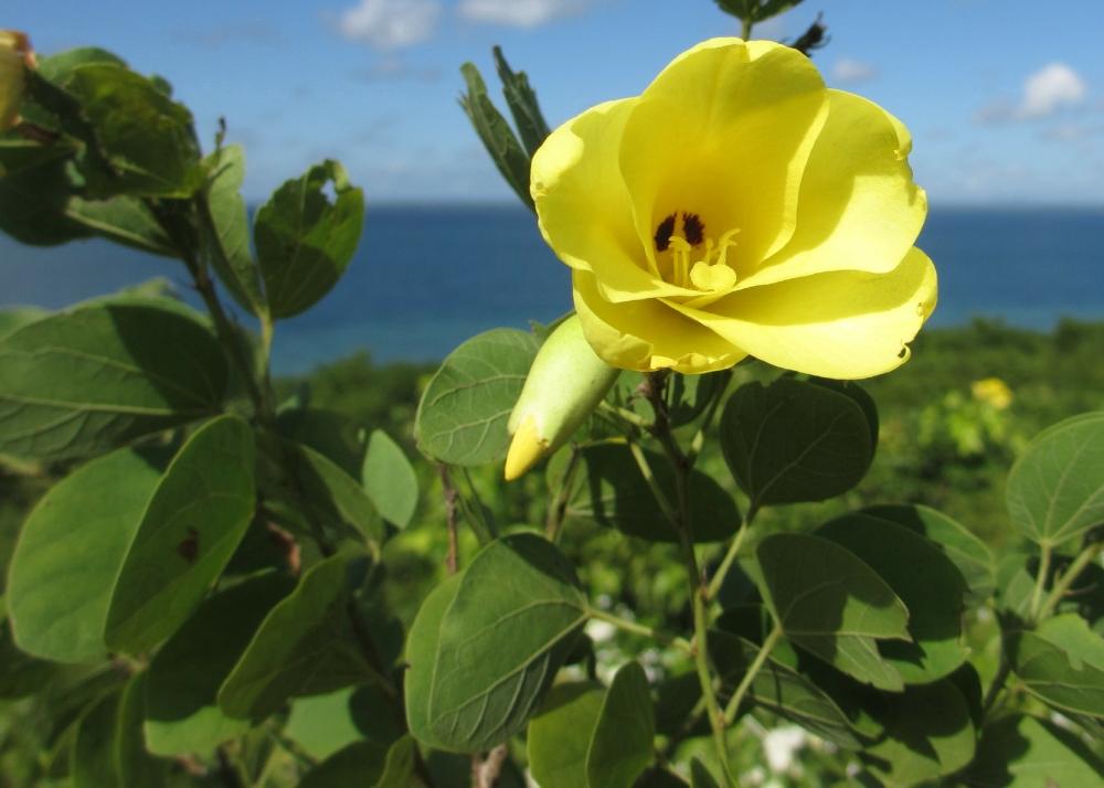 SAFLAX Желтая орхидея - 30 семян - Bauhinia tomentosa