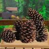Американские сосновые шишки Сухоцветы для DIY декора, 1-15 см Сосна Ель Лиственница