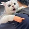 Новая кошачья лапа креативная игрушка для дразнения питомца tpr растягивающаяся высокая эластичность кошачьи перчатки поддельные ножницы рука палец дразнилка для кошки