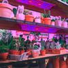 Full Spectrum LED Plant Growth Light Board Supplement Light for Seedlings Veg Bloom Succulents