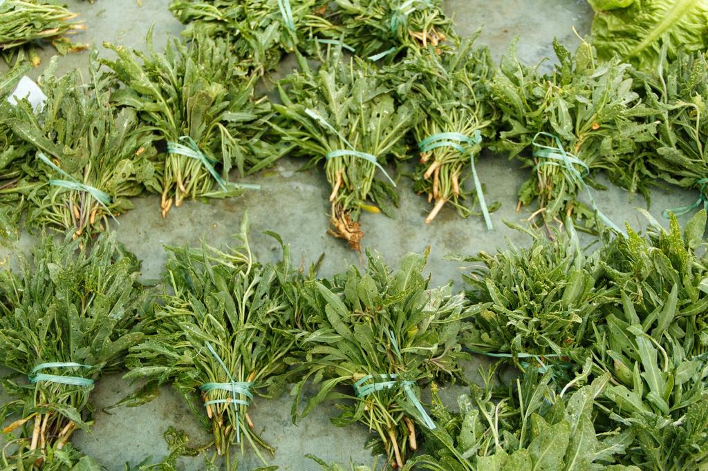 SAFLAX Garden in the Bag - Органический - Wild Rocket - 1500 семян - С субстратом в подходящем мешке - Diplotaxis tenuifolia