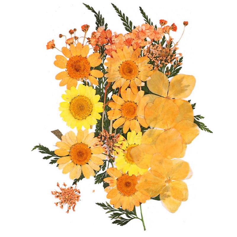 Популярные маленькие 25 шт./пакет, высокое качество, украшение для дома, сушеные цветы, прессованные цветы, консервированные цветы, сделай сам, мини-цветы ручной работы