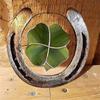 Four Leaf Luck Horseshoe Handmade Horseshoe Decor  Luck  Door Wall Decoration Horseshoe Art Ornaments