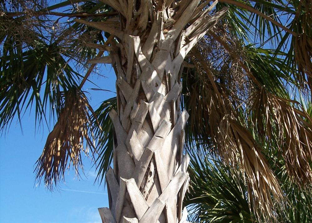 SAFLAX Пальметто Пальма - 8 семян - С горшечным субстратом для лучшего выращивания - Пальметто Сабаль