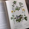 [Б/У] Иностранные книги Немецкие энциклопедии растений Винтажные книги Ботанические