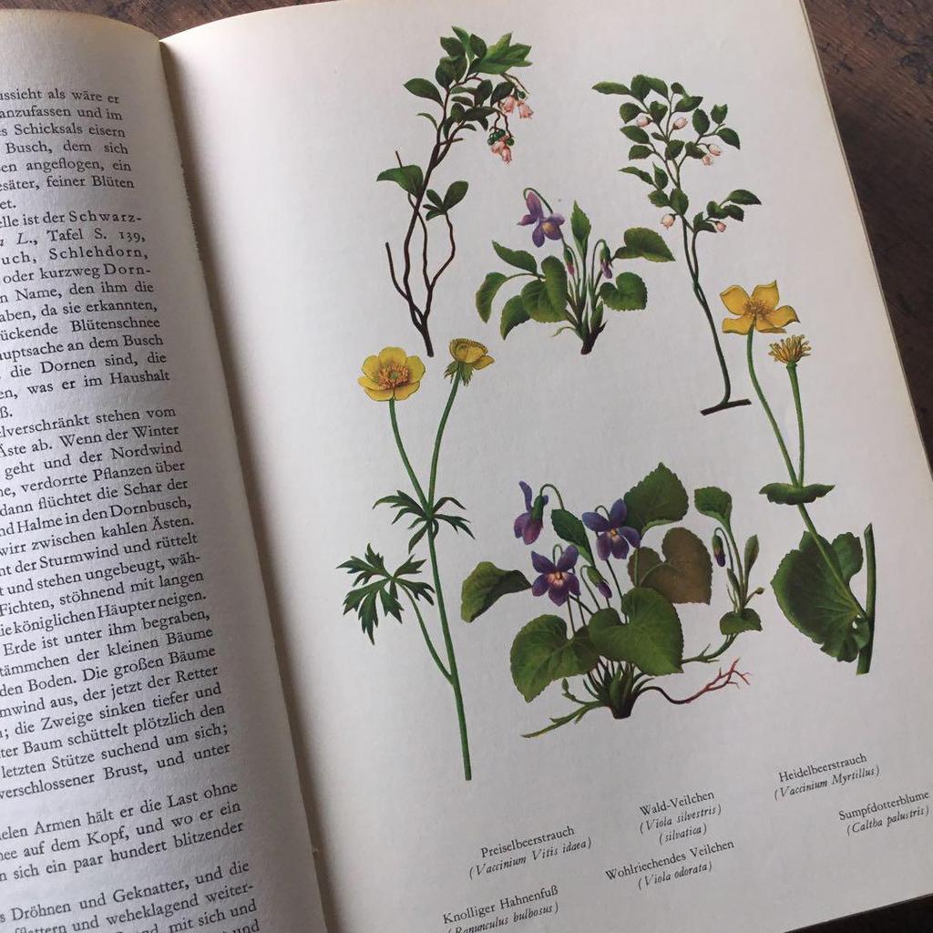 [Б/У] Иностранные книги Немецкие энциклопедии растений Винтажные книги Ботанические