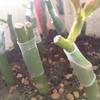 Силиконовые grafting sleeves Гибкие grafting tubes Способствуют заживлению плодовых деревьев 3-7,5 мм Защитный рукав для обмотки ствола дерева для веток Растение