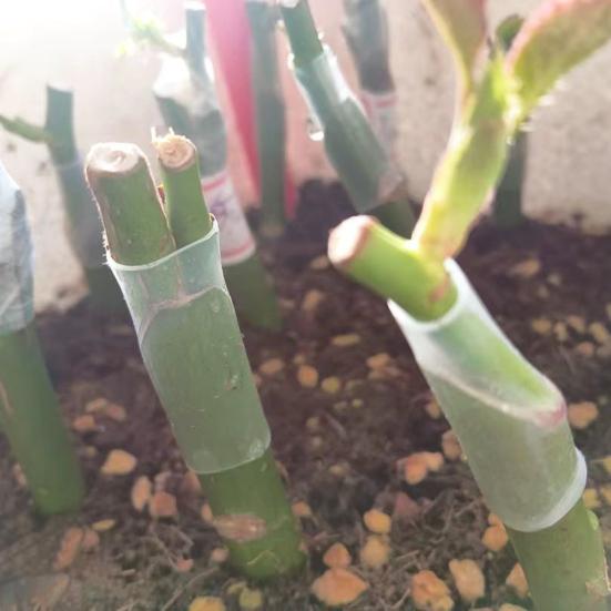Силиконовые grafting sleeves Гибкие grafting tubes Способствуют заживлению плодовых деревьев 3-7,5 мм Защитный рукав для обмотки ствола дерева для веток Растение