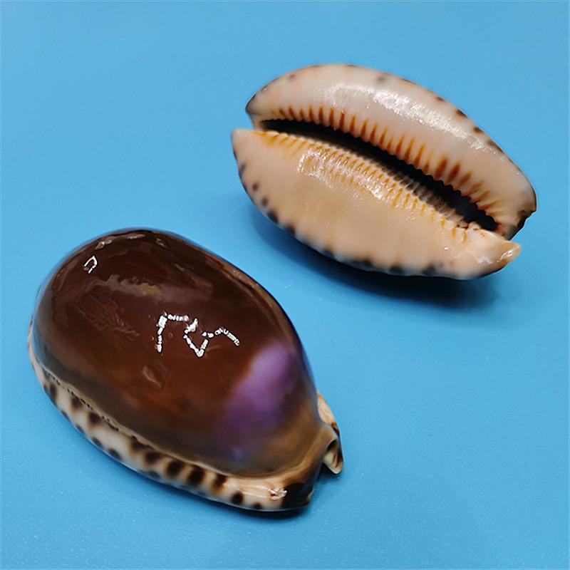 Редкий натуральный экземпляр раковины каури для аквариума или средиземноморского домашнего декора