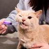 1 шт. Одноразовый шприц-кормушка для питомцев, Легкий в использовании, Кормушка для воды для кошек, Шприц для кормления кошачьим молоком