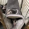 Playing Sleeping Swing Hamster Hammock Rat Swinging Bed Mouse Hanging Cage Hamster Tunnel