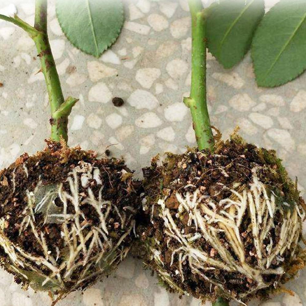 Устройство для укоренения растений Шарик для распространения высокого давления Коробка высокого давления Коробки для прививки