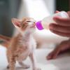 Cleaning Brush Pet Feeding Bottle Pet Nurser Bottle Kitten Milk Bottle Small Animals Water Bottle