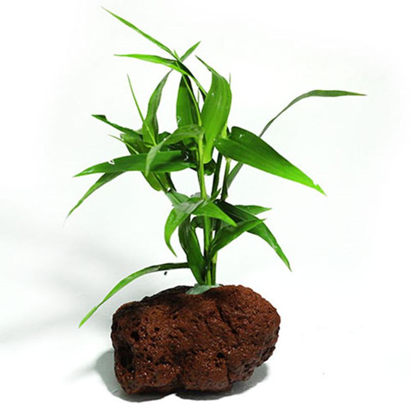 Volcanic Rock Aquarium Filter & Planting Rings for Fish, Shrimp Breeding, Hiding Caves, Landscaping, Aquatic Plant Decor, and Bonsai Support