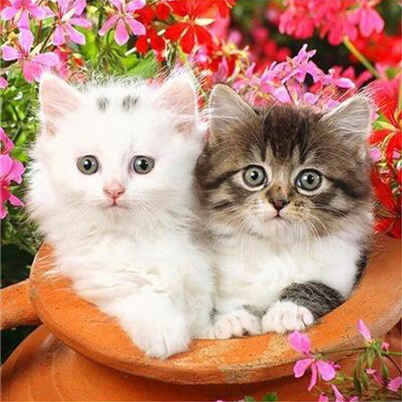 Полная дрель круглая/квадратная алмазная живопись кошка 5D DIY Алмазная вышивка животное мозаика вышивка крестиком настенное искусство подарок ручной работы