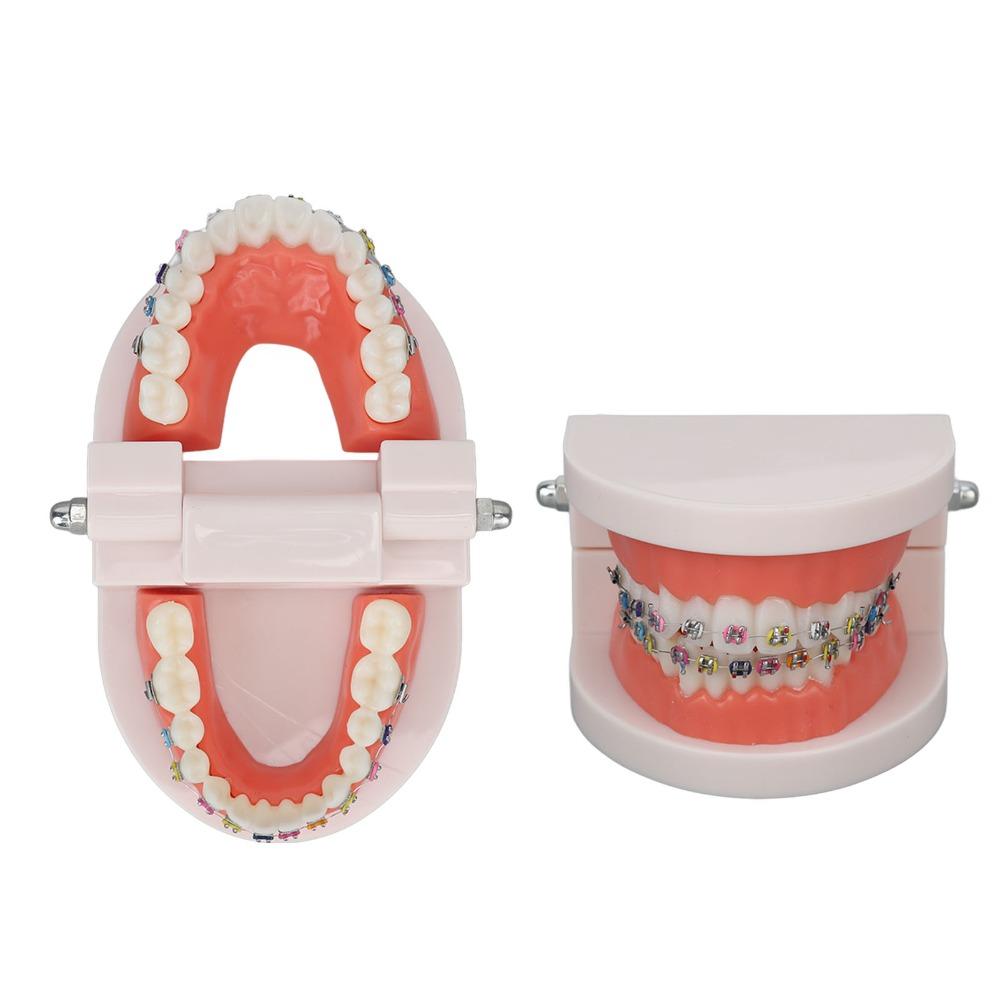 Demonstration Dental Typodont Teeth Model Demonstration Teeth Model For Dental Laboratory