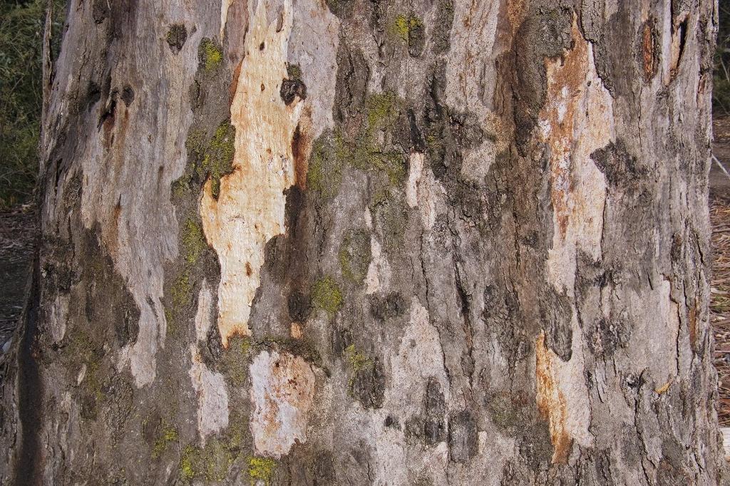 SAFLAX River Red Gum - 200 семян - Eucalyptus camaldulensis