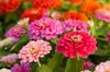 150 Mystic Rose Zinnia Seeds - Flowers - Breedable Peasant Seeds - SemiWild