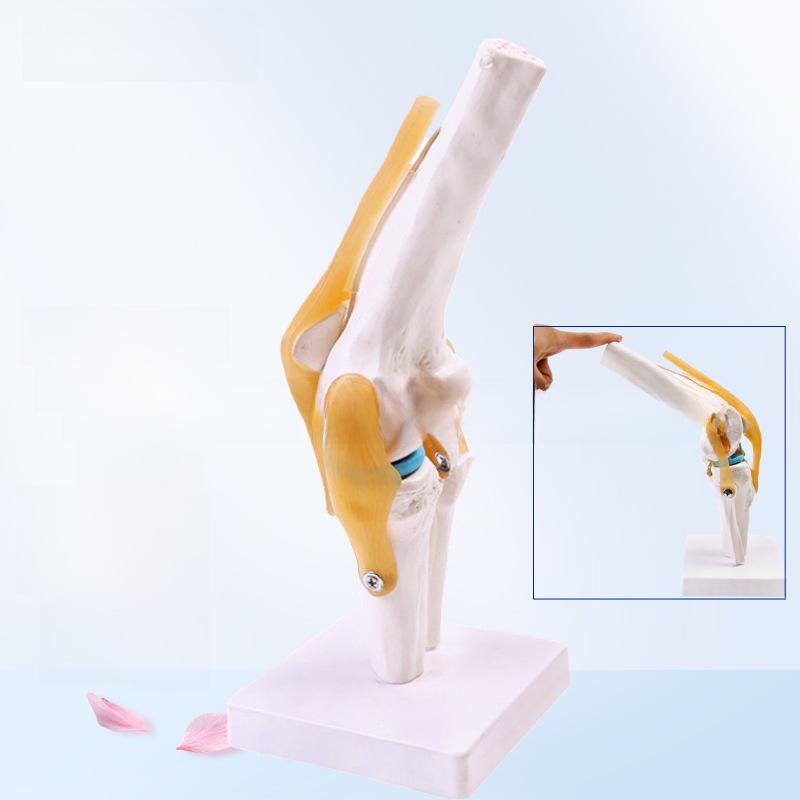 Набор моделей натуральных человеческих суставов: Колено, Плечо, Локоть, Рука, Стопа, Бедро