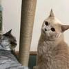 Когтеточка для кошачьего дерева, башни, сизалевая веревка, запутывающая, игрушка для котенка, DIY, кошачий игровой лазательный каркас, сменная стойка, когтеточка, мебель