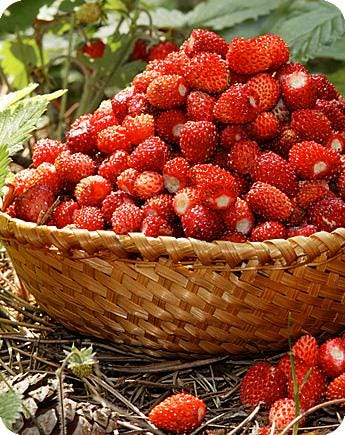 50 семян ЛЕСНОЙ КЛУБНИКИ "Королева Долин" "Свежие и Биологические Семена"