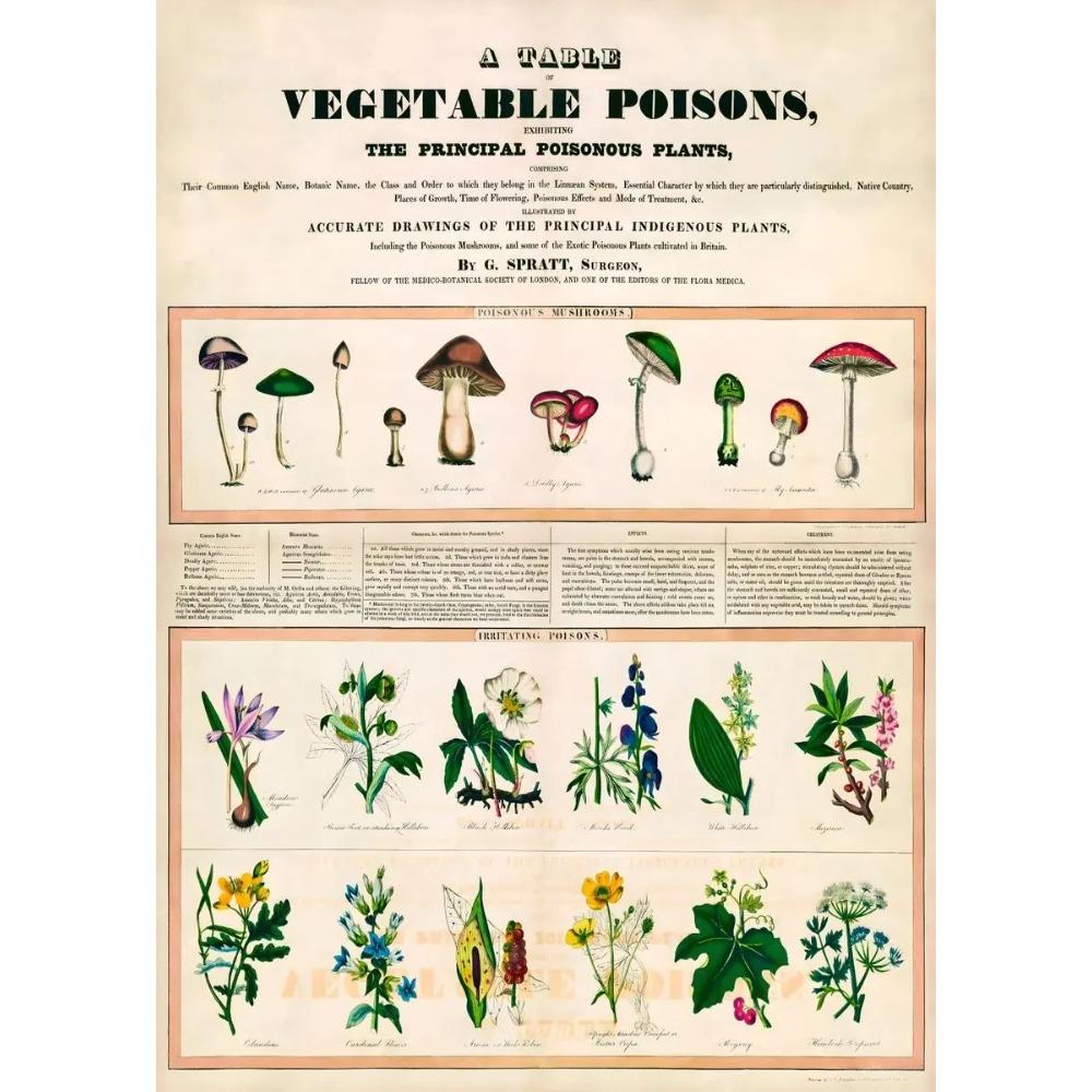 Vintage Classic Wall Art Plants Mushroom Medicine Flower Insect Butterfly Vegetable Pumpkin Carrot Canvas Oil Posters And Prints