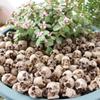 20pcs Decoration Props Mini Skulls Flowerpot Decor Skull Rocks Small Skeleton Head  Halloween