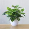 Plastic Artificial Plants Bonsai Lifelike Green Pot Plants Decoration  Outdoor Indoor Decoration