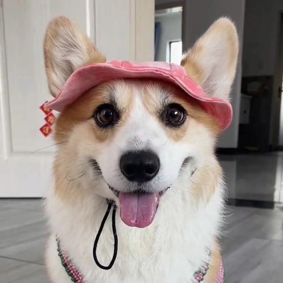 Corgi Sun Hat Pet Cap with Ear Holes Dog Sun Cap with Adjustable Neck Strap for Small And Medium Sized Pets Outdoor Sun Protection