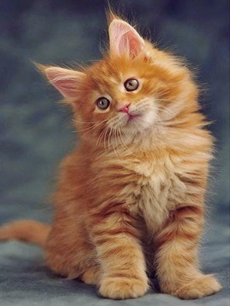 Алмазная картина Кот 5D DIY Алмазная вышивка Распродажа Вышивка крестиком Животные Стразы Мозаика Комплект украшения дома