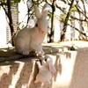 Lovely Garden Statues Resin Animal Figurine Micro Landscape Rabbit Figurine Ornaments  Garden