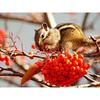 Полная круглая алмазная вышивка своими руками игривая белка 5D алмазная живопись горный хрусталь мозаика домашний декор