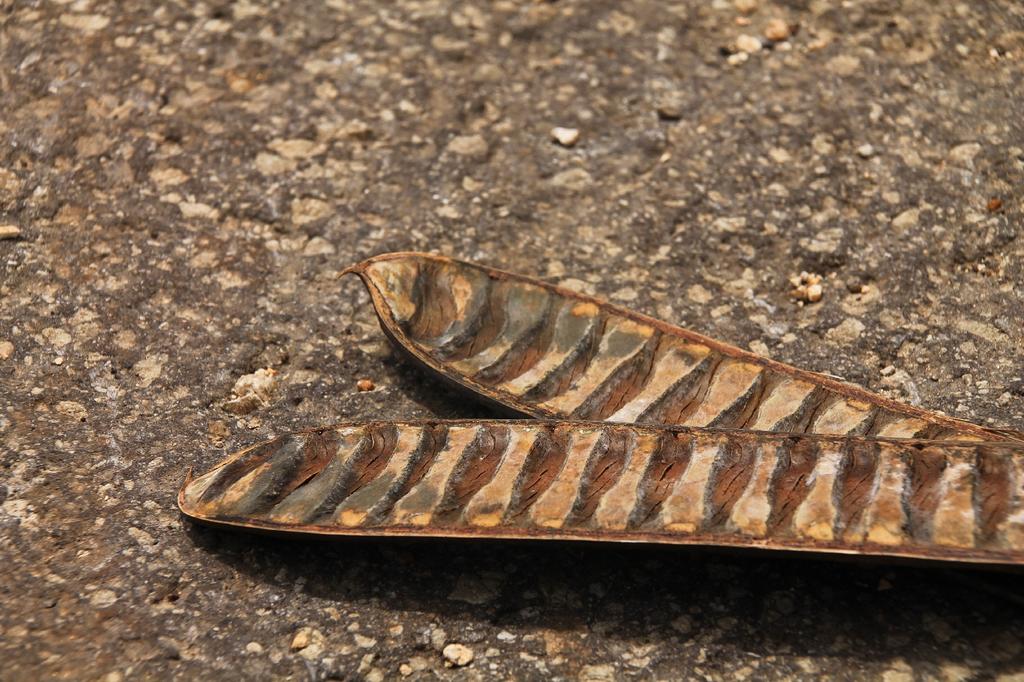 SAFLAX Яркий - 6 семян - Delonix regia