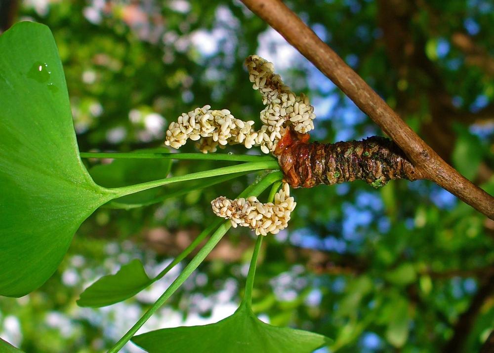 SAFLAX Авичий волос - 4 семени - Гинкго двулопастный