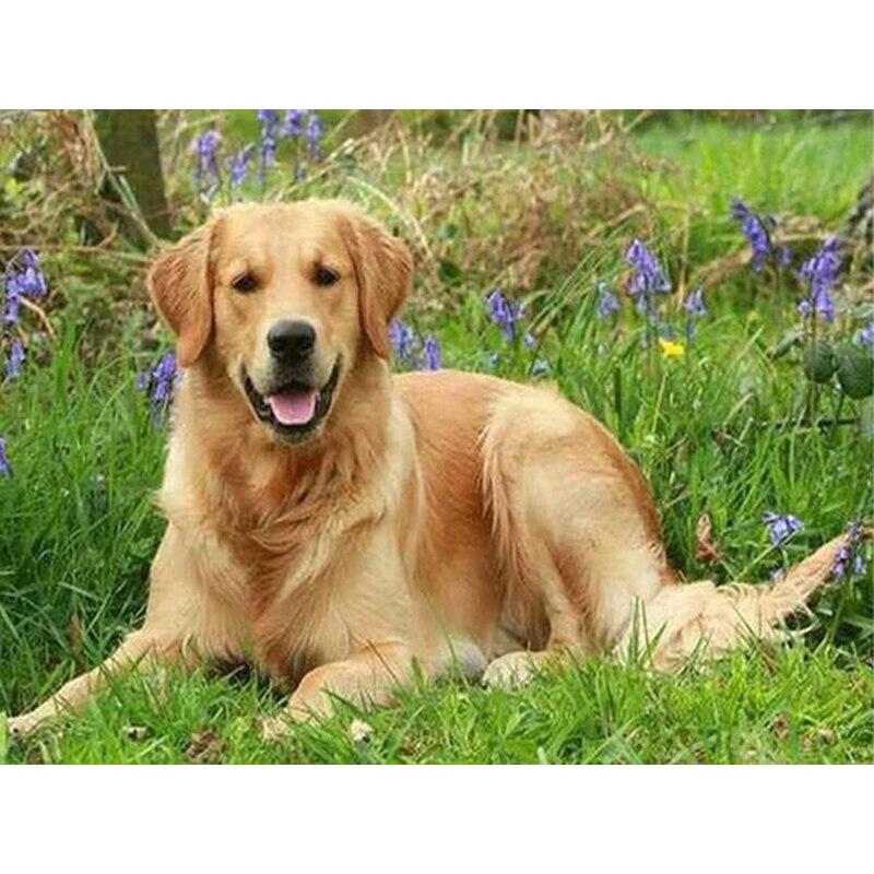 5D DIY Алмазная картина Набор Собака Искусство Алмазная вышивка Стразы Украшения для дома