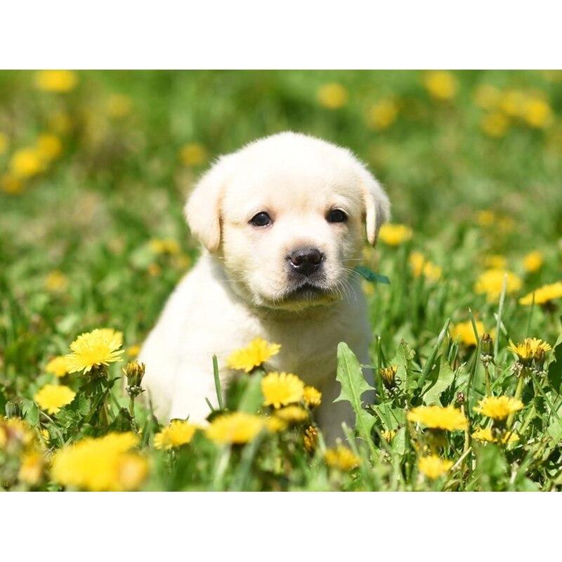 Новый 5D DIY алмазная живопись собака Алмазная вышивка животное вышивка крестиком полная квадратная круглая дрель ремесла домашний декор ручной художественный подарок