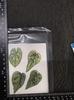 Colored Leaf Caladium Embossing: Rare Pressed Flower Specimen for Teaching & Photo Frames
