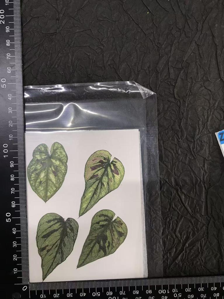 Colored Leaf Caladium Embossing: Rare Pressed Flower Specimen for Teaching & Photo Frames