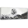 Canvas Print, Tiger Animal Nature