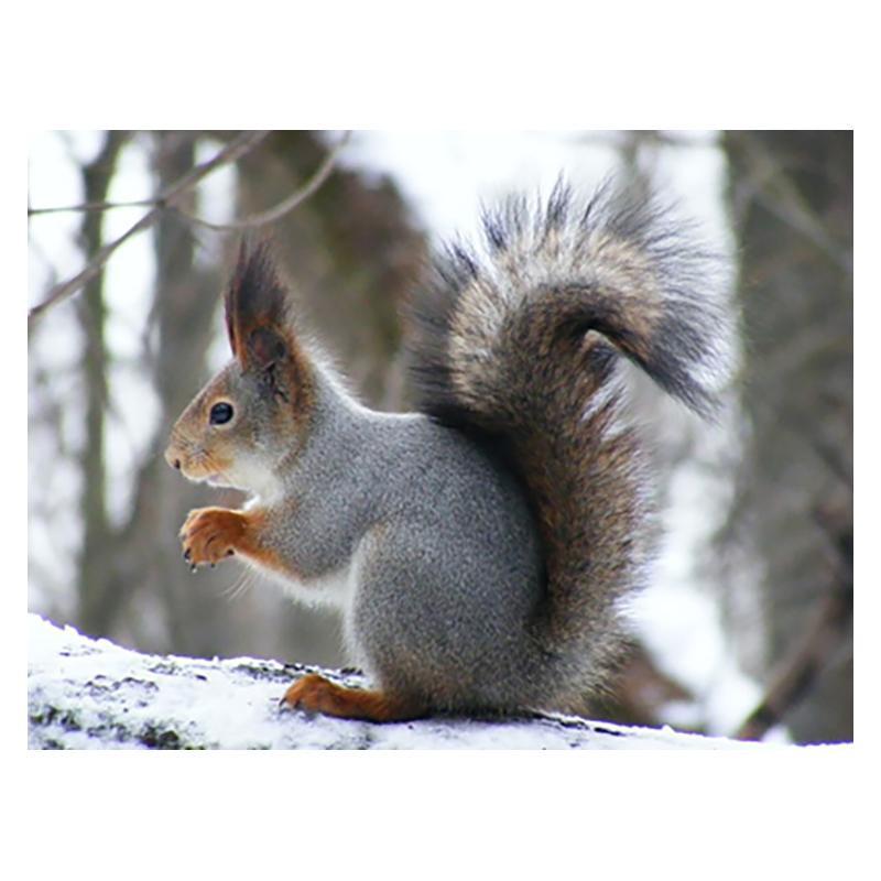 5D DIY Алмазная картина Деревянная белка Алмазная мозаика Алмазная вышивка Полный набор Наборы для вышивки крестом Домашний декор Подарки