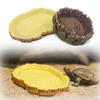 Reptile Tortoise Water Dish Food Bowls Toy Amphibians Gecko Snakes Cricke Lizard Simulation Resin Bowls