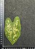 Colored Leaf Caladium Embossing: Rare Pressed Flower Specimen for Teaching & Photo Frames