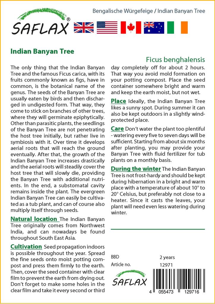 SAFLAX Индийский баньян - 20 семян - Ficus benghalensis